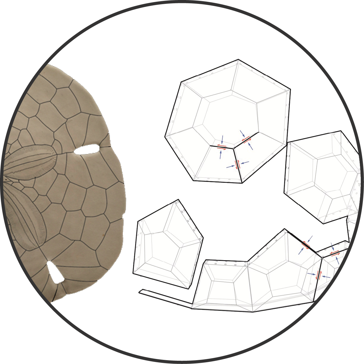 Biomimetic Research