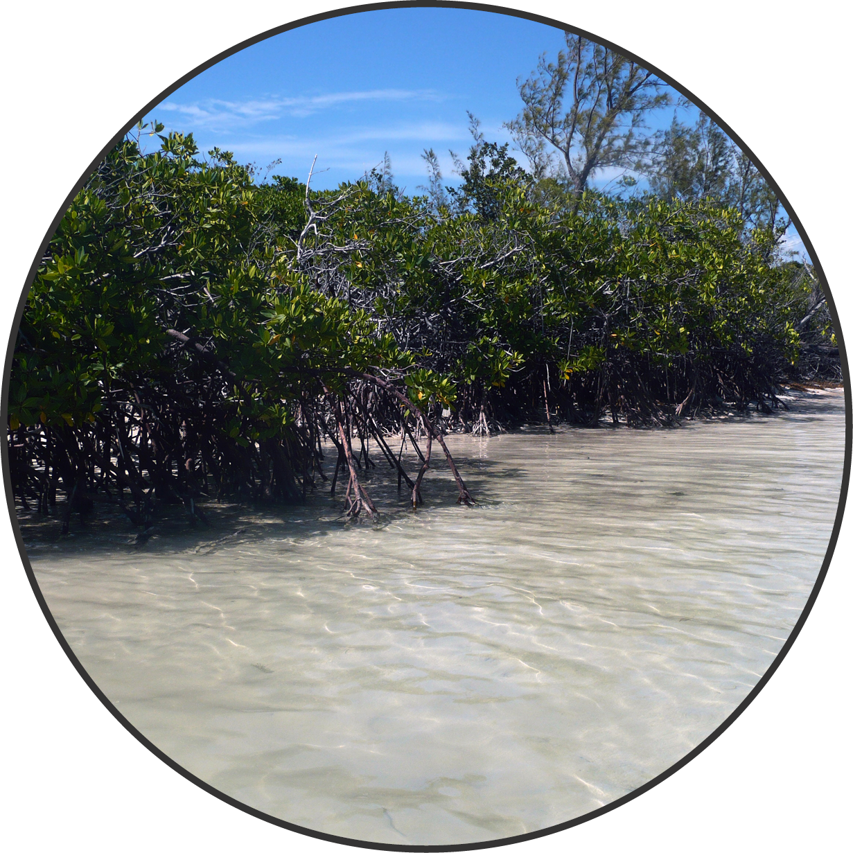 Ecological Research